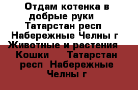 Отдам котенка в добрые руки. - Татарстан респ., Набережные Челны г. Животные и растения » Кошки   . Татарстан респ.,Набережные Челны г.